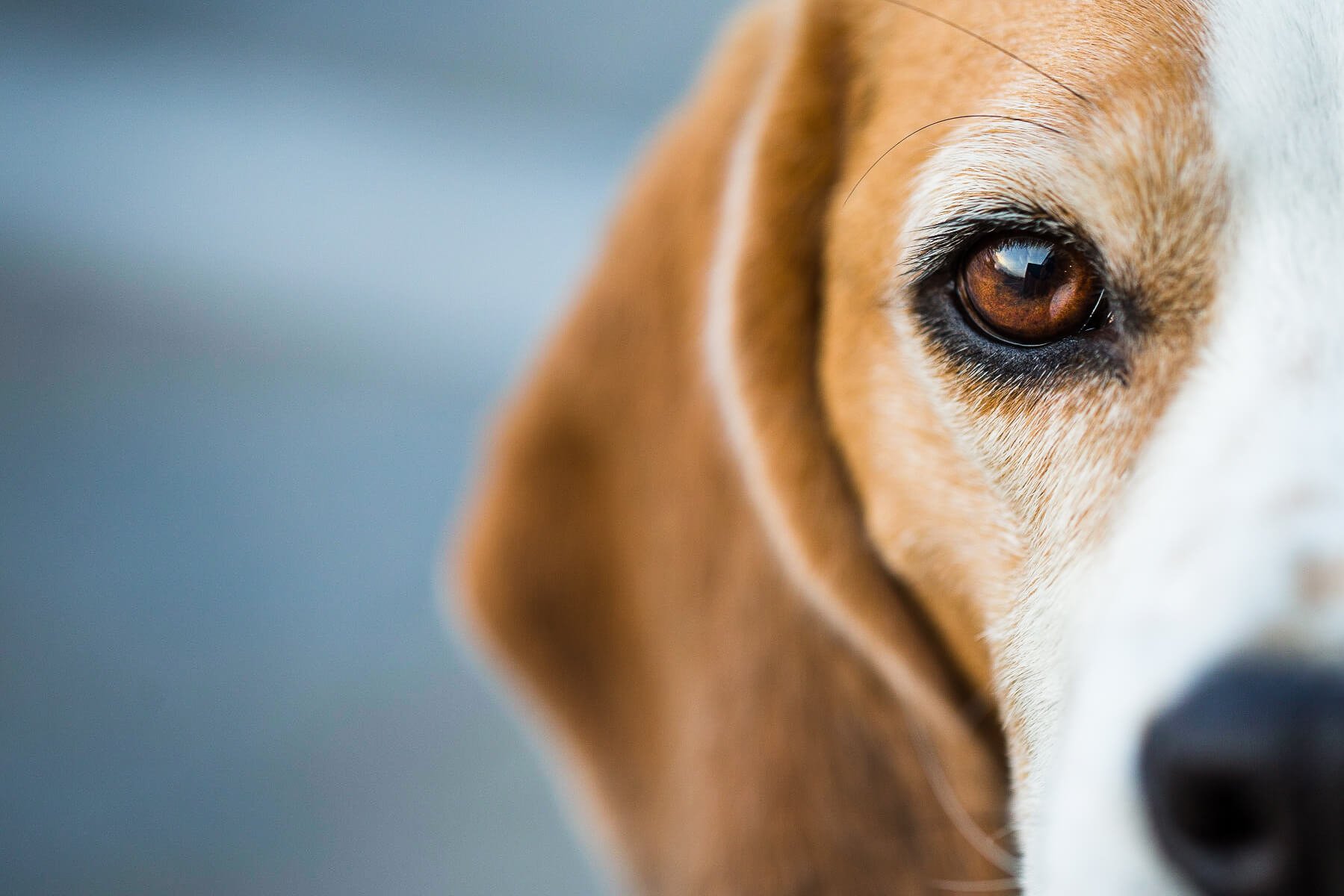 Dein Hund bellt nachts? Tipps für nachtaktive Vierbeiner! ADAPTIL
